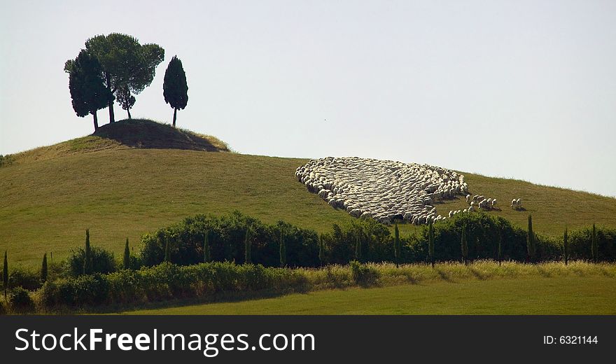 A flock of sheep on a Tuscan hill. A flock of sheep on a Tuscan hill