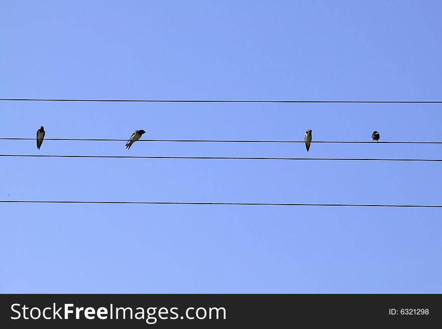 Four birds on the wire, blue sky behind
