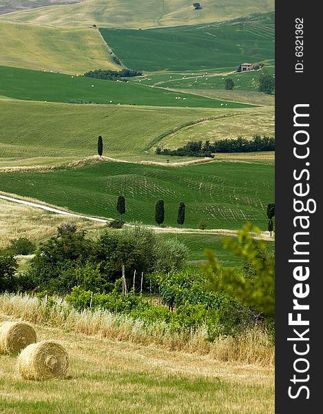 Tuscan countryside with hay-balls, distant farms and cypress. Tuscan countryside with hay-balls, distant farms and cypress