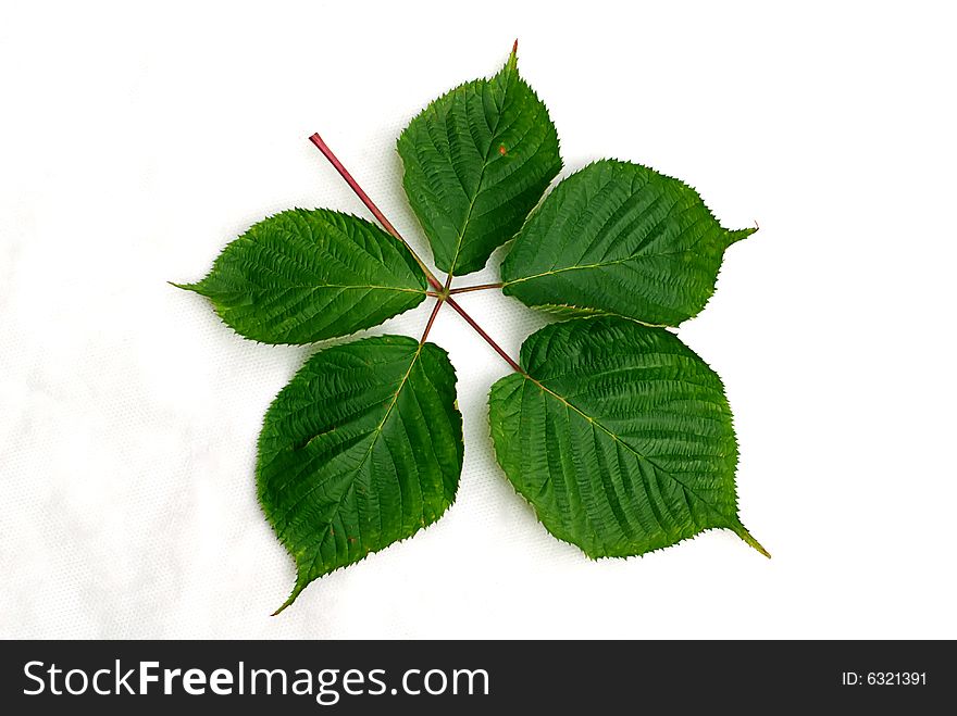Green leaves isolated in white