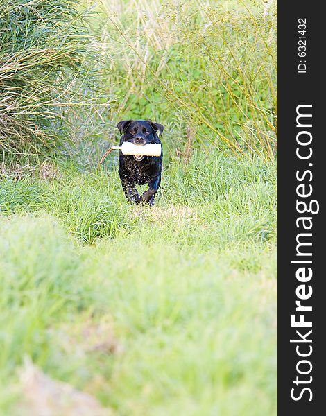 A working champion black Labrador retriever in training, running and jumping with a training dummy. A working champion black Labrador retriever in training, running and jumping with a training dummy.