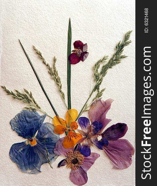 Dried pansies on white paper