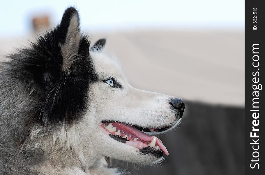 A close-up of a Husky dog with a blue eye