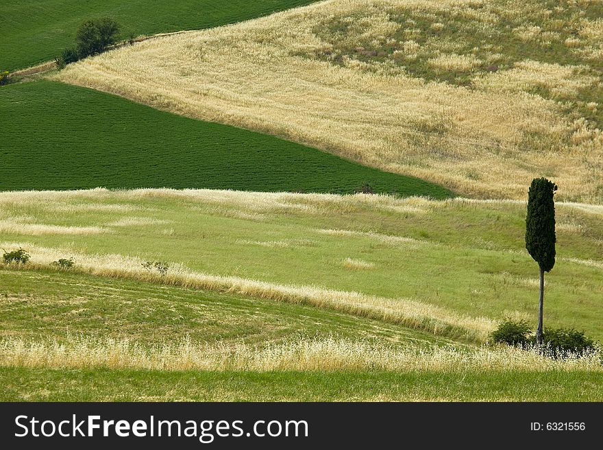 Summer in tuscany with cypress tree end road. Summer in tuscany with cypress tree end road