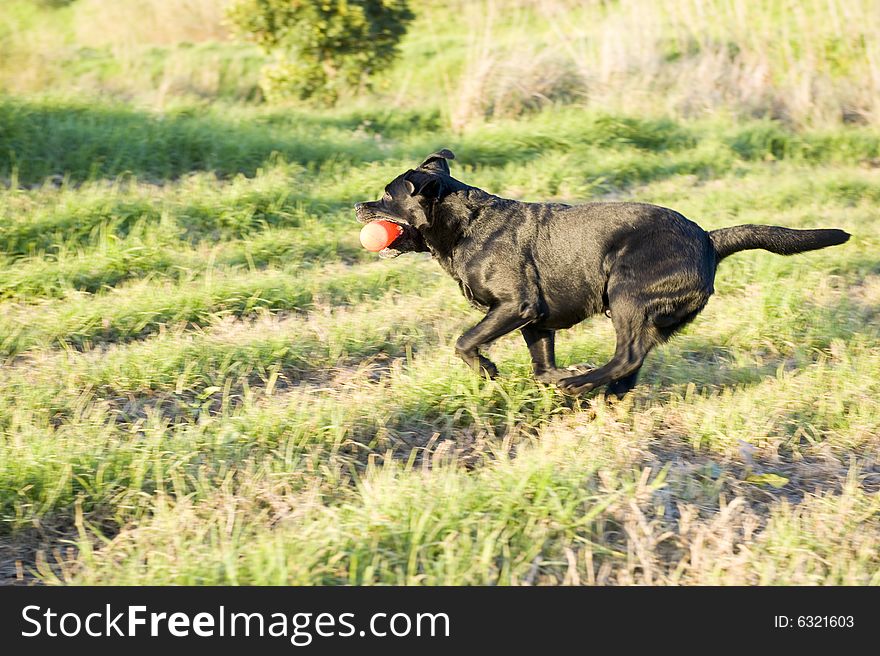 A working champion black Labrador retriever in training, running and jumping with a training dummy. A working champion black Labrador retriever in training, running and jumping with a training dummy.