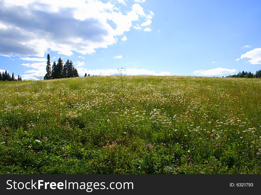 Flowers and grass on the summer meadow. Flowers and grass on the summer meadow