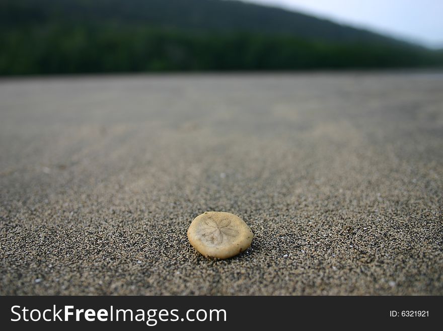 Sea Shell On Beach