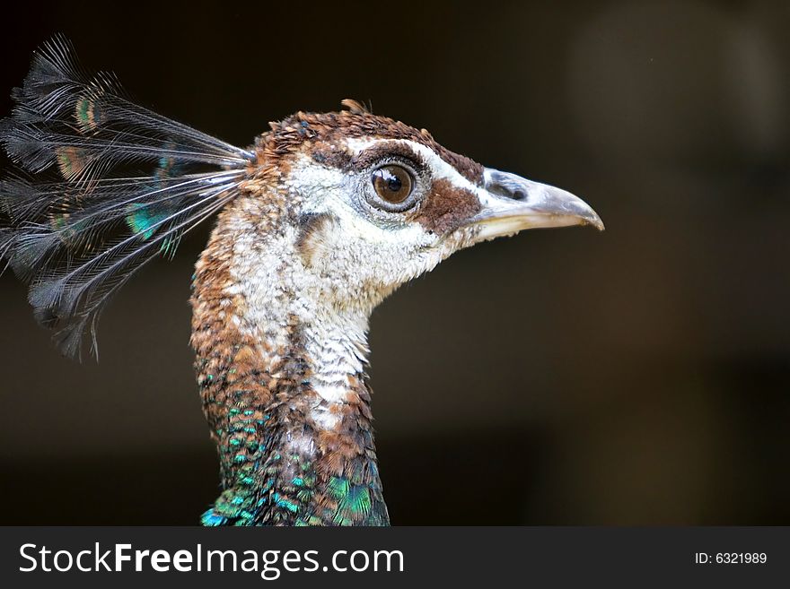 The feather of peacock in a park .