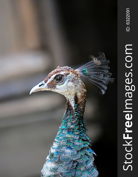 Feather Of Peacock