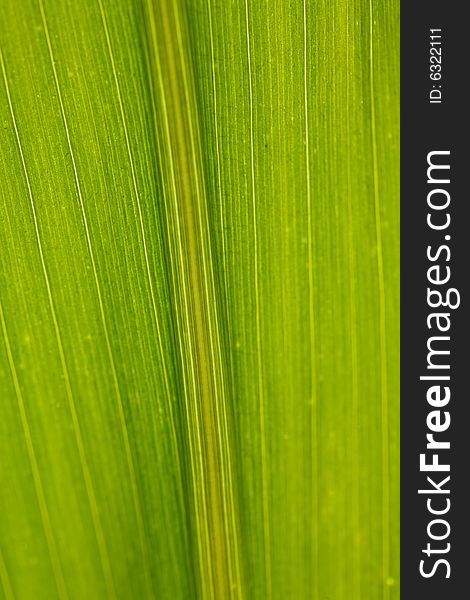 Corn Leaf Close-up Green Background