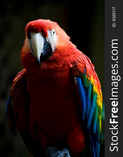 Scarlet Macaw Parrot - tropical bird, native to  American rainforests