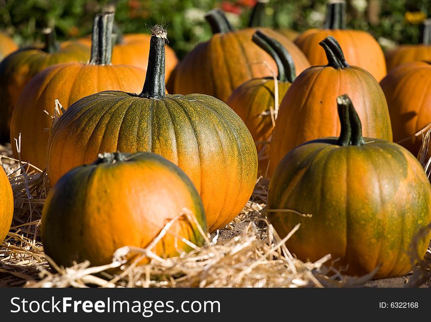 Ripe pumpkins on the farm closeup