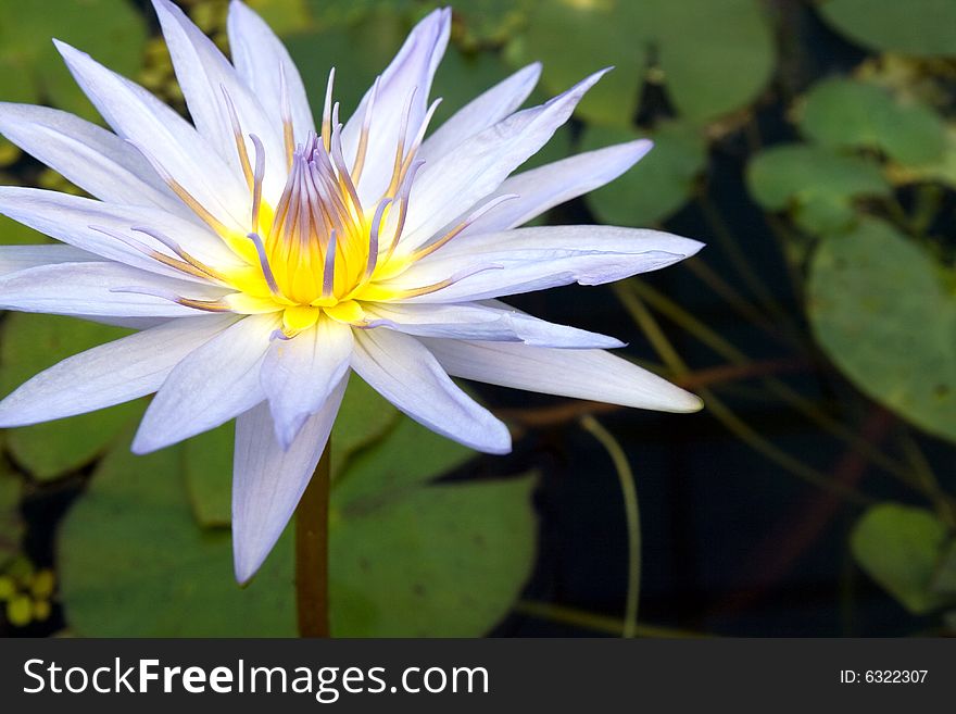 Beautiful blue lily in the water. Beautiful blue lily in the water