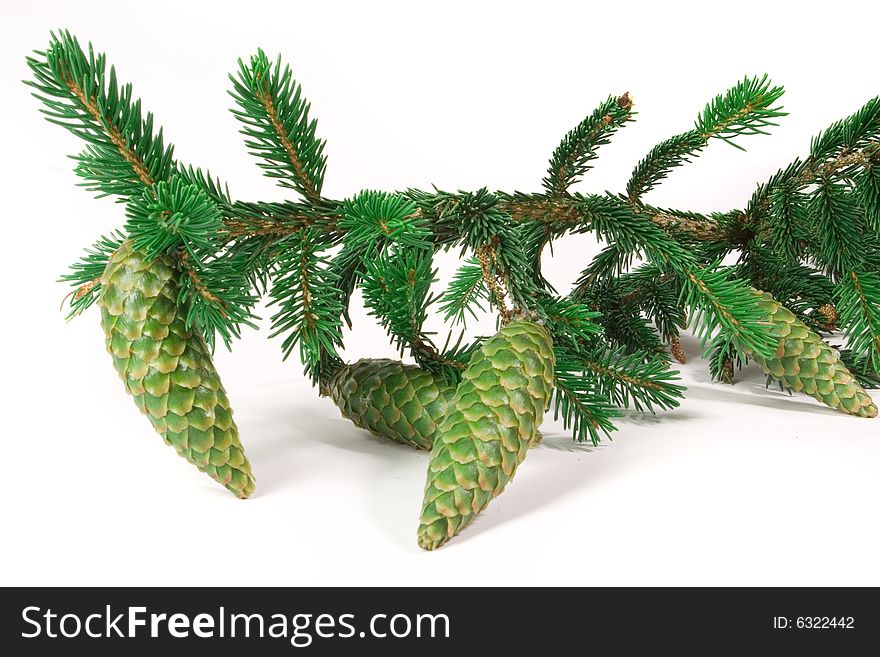 Fir cones on white ground