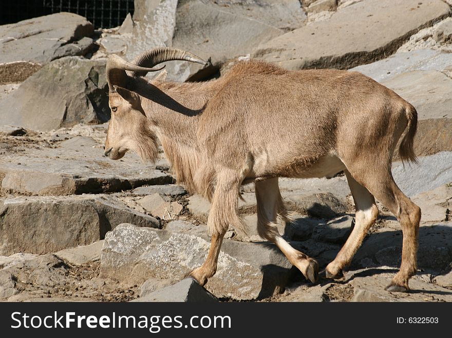 African antelope walking thru the rocky area. African antelope walking thru the rocky area