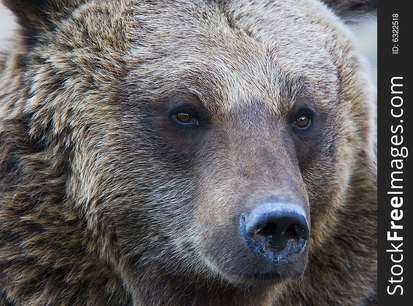 Portrait of a brown bear -  endangered species
