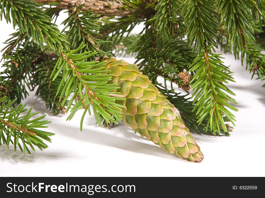 Fir cones on white groung