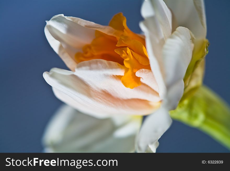 Flower serias: macro picture of white narcissus