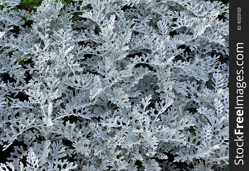 Decorative white plants in flowerbed. Decorative white plants in flowerbed