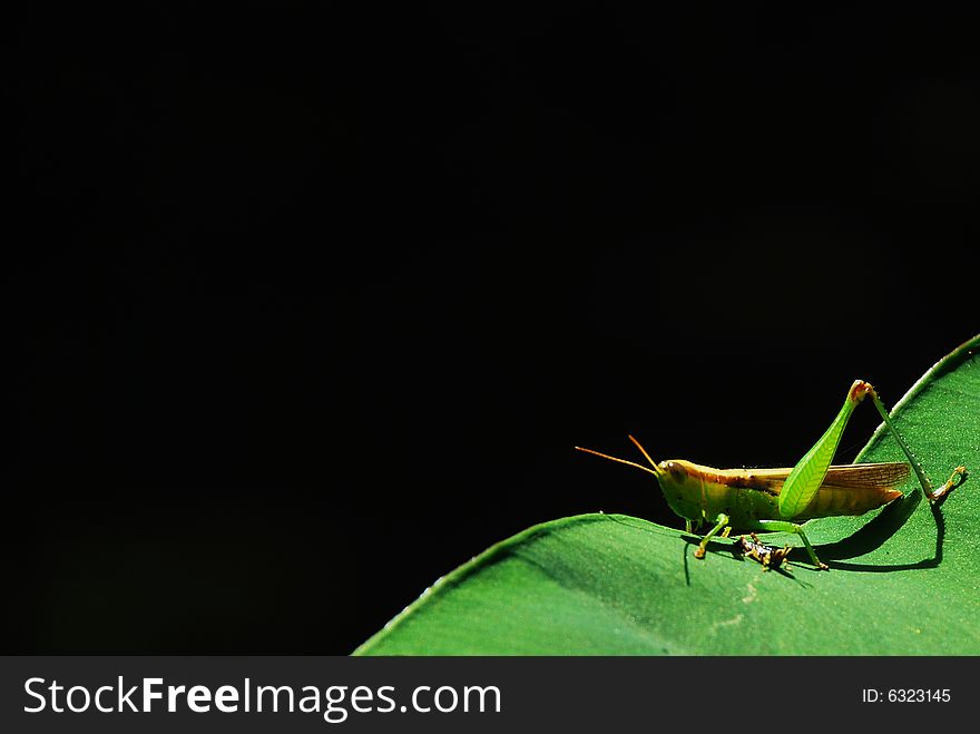 1 legged grasshopper caught resting on top of a leave. 1 legged grasshopper caught resting on top of a leave.