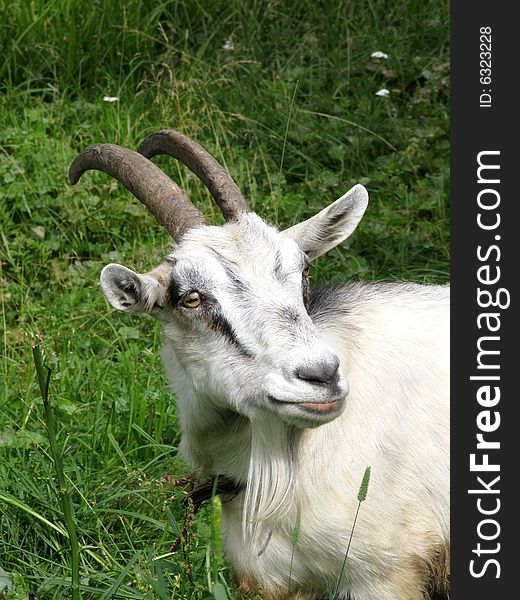 Closeup of goat on a pasture