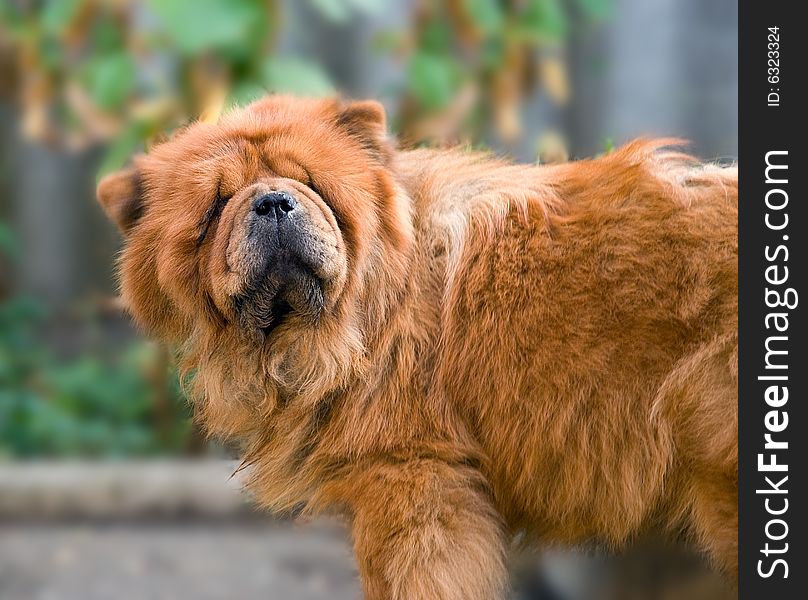 The dog of breed  Chow-chow  poses in front of the camera