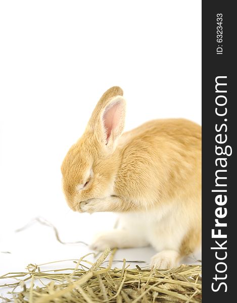 Rabbit washing the face on timothy hay