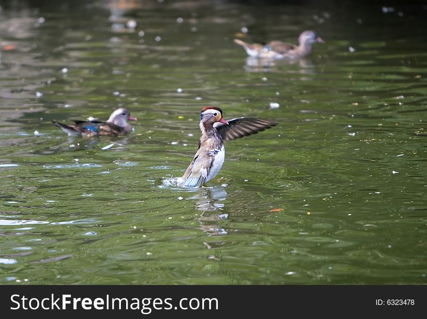 The mandarin duck in a park china