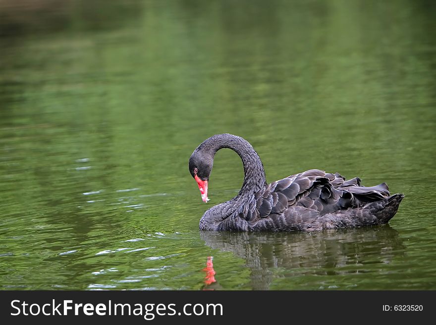 The black swan in the zoo of china