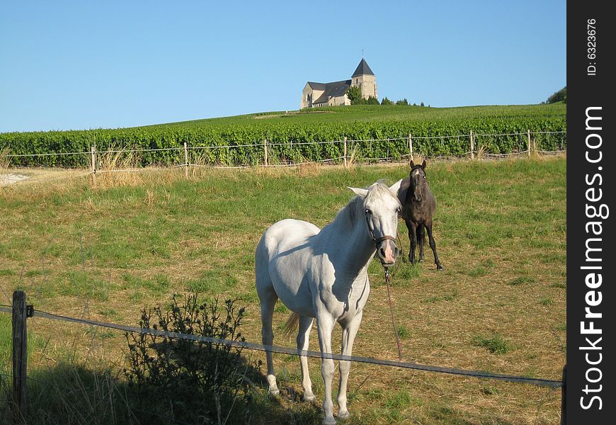 French Countryside With Horses
