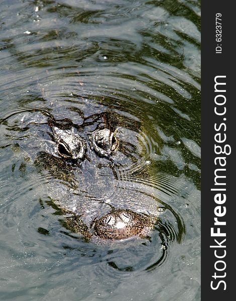 Head of an alligator breaking the water surface. Head of an alligator breaking the water surface
