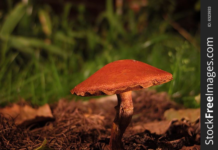 Suillus is a genus of fungi in the sub-order Boletales, commonly called slippery jacks because of the often slimy caps.