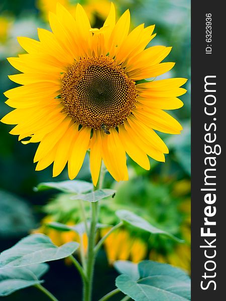 Sunflower background for your design