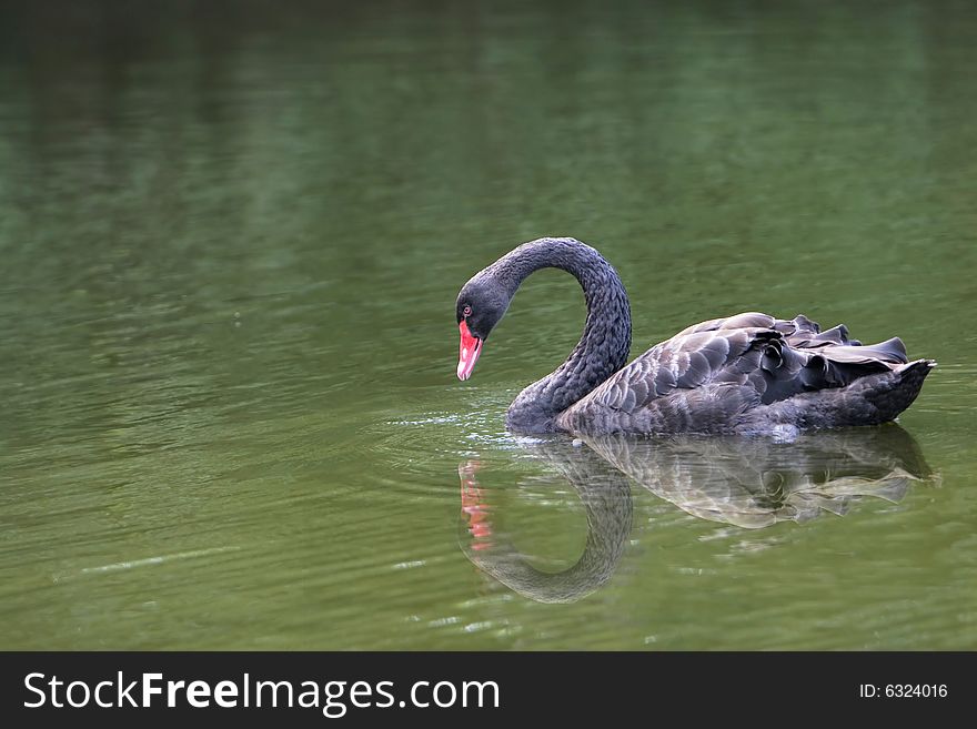 The black swan in the zoo of china