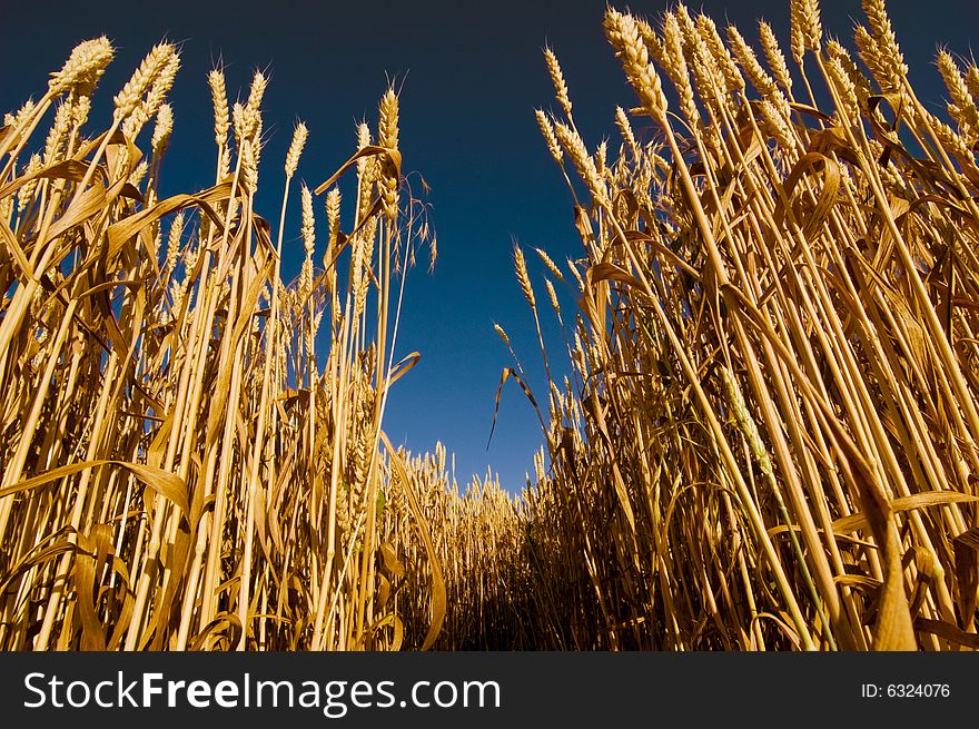 Wheat field and dark blue sky