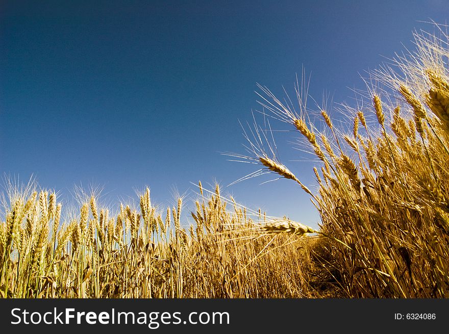 Wheat field and dark blue sky