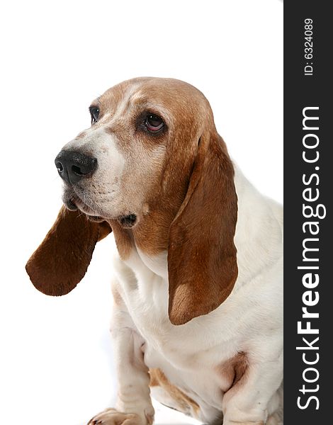 Basset hound dog with long floppy ears looking off to the side. Basset hound dog with long floppy ears looking off to the side