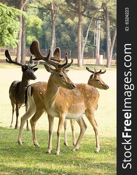 Photo of three deers staying at the lawn