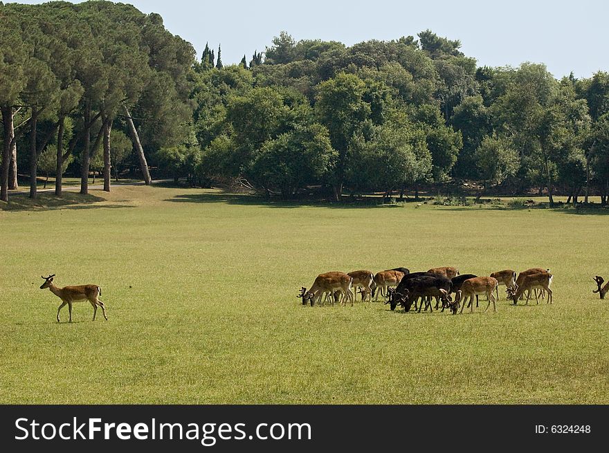 Photo of a herd of deers grazing in the medow. Photo of a herd of deers grazing in the medow