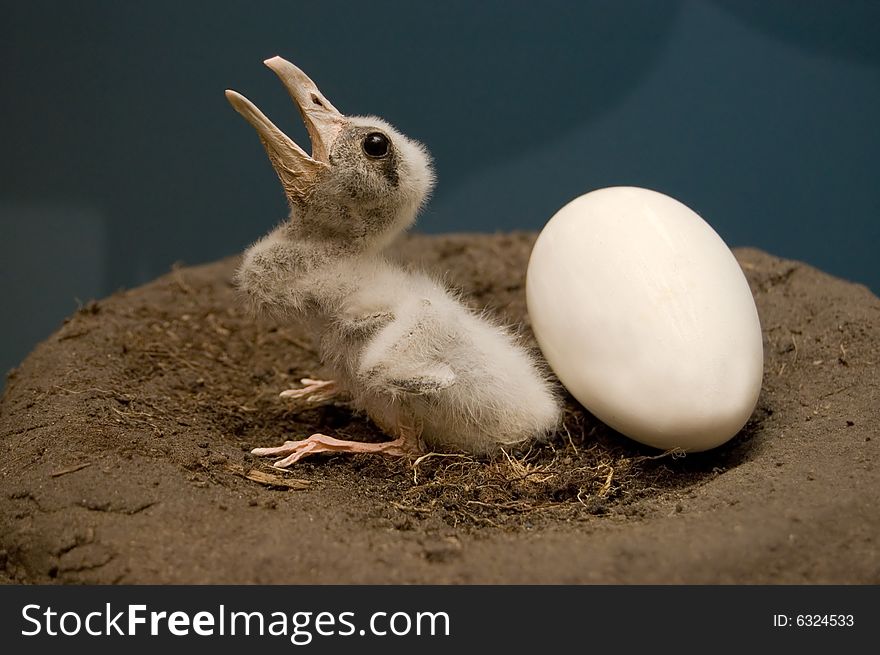 The small baby bird in nest. Nearby white egg. The small baby bird in nest. Nearby white egg