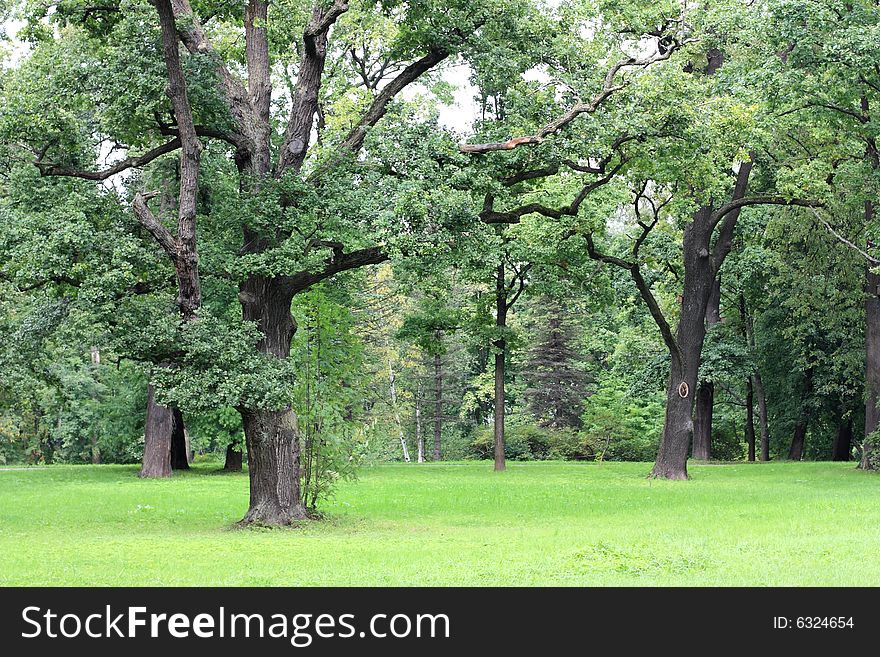 Old oaks in the park. St-Petersburg, Russia