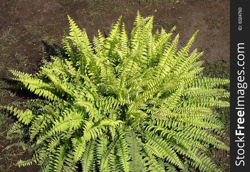 Fern