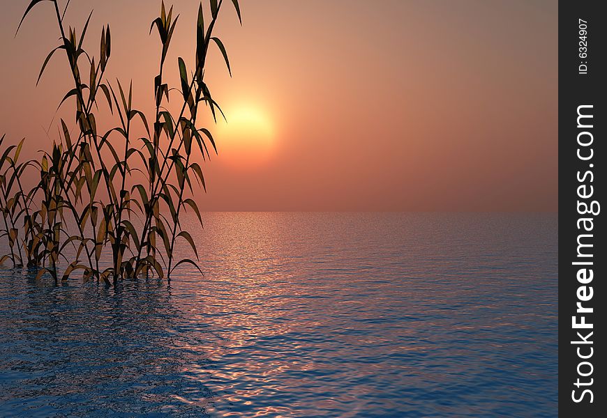 Water plants on a sea sunset background . Water plants on a sea sunset background .