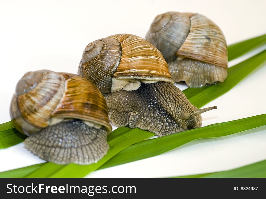 Three snails and green grass on a white background. Three snails and green grass on a white background