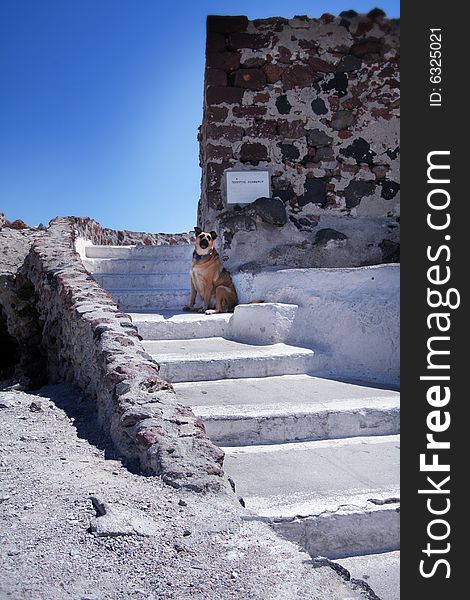 Guard Dog In Santorini