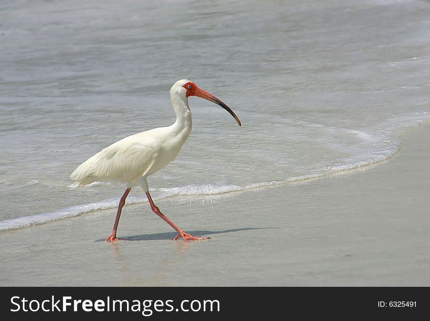 White Ibis walking on the beach