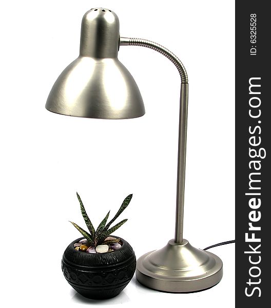Lamp shining onto a small pot plant. Lamp shining onto a small pot plant