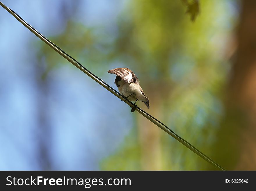 Ficedula Hypoleuca