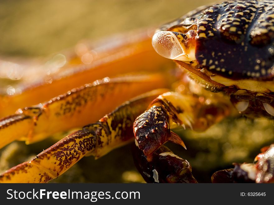 Close-up of crab on rocks in warm sunshine. Close-up of crab on rocks in warm sunshine