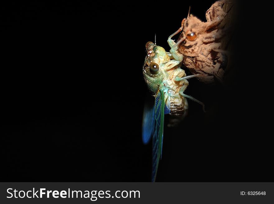 Cicada on Exoskeleton at night